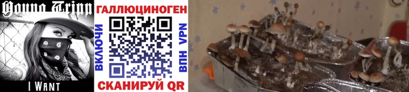 hydra онион  продажа наркотиков  Валдай  Галлюциногенные грибы Magic Shrooms 